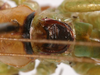 CollectionObject 1533243; e1951ace-829b-45be-a619-4d2554000369: male stridulatory apparatus (holotype). (CollectionObject).