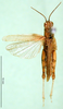 CollectionObject 1584728; b825f1c8-7123-43a7-9fa6-6f0c488a964e: male, dorsal view (paratype). (CollectionObject).