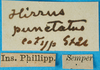 CollectionObject 1502086; dd8e44bb-2128-4434-8792-1798a7155c1f: labels (original paratype of Arulenus punctatus and paratype of Parahirrius parvus). (CollectionObject).