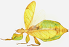 CollectionObject 1591400; f83fe4c5-6344-4ab7-aae9-773e65d72403: copyright IMQC Montreal. female, dorsal view (holotype). (CollectionObject).