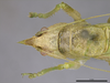 CollectionObject 2242684; 25e8fc80-5af1-4572-89c8-4f152e0d94af, ZUFMS ORT-00845: Male, head and pronotum, dorsal view. (CollectionObject).