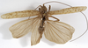 CollectionObject 1529704; a80cf5c5-1e65-4c2c-abac-e02e568bcdb7: male, dorsal view (holotype). (CollectionObject).