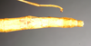 CollectionObject 1560062; NHMUK(SF IMPORT DUPLICATE) 844794, 963f9ea1-cfa5-4832-88c4-3b766c0ac107: copyright Natural History Museum, London. female: end of abdomen, dorsal view (holotype). (CollectionObject).