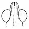 Echinotropis horrida (Saussure, 1899): Fig. 218. head, dorsal view. (Otu).