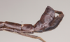 CollectionObject 1575642; NHMUK(SF IMPORT DUPLICATE) 845141, 45894c45-51ae-4578-93ae-958ce2f2d437: copyright Natural History Museum, London. male of Orthomeria pandora: end of abdomen, lateral view (paralectotype). (CollectionObject).