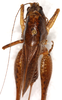 CollectionObject 1544425; ad6230cf-7b15-4ed7-8972-c055e7c6eef0: female, dorsal view (paratype). (CollectionObject).