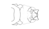 Propedies bilobus (Giglio-Tos, 1897): Fig. 31H. aedeagus, dorsal view. (Otu).