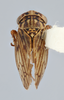 Habitus, dorsal view: !! display not done !! on Ceratagallia ana Hamilton, 1998: (Observation).