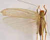 CollectionObject 1534717; 86706976-902c-4b4e-9edf-83cb5cf39104: female, dorsal view (syntype). (CollectionObject).
