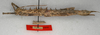 CollectionObject 1558627; 567c7b7e-1821-4540-b5f9-4006a704e4bd: copyright NMW, Vienna. female, lateral view (paralectotype). (CollectionObject).;CollectionObject 1558628; 1fc4e521-5cc0-42c9-b53b-c24c48f4fa36: copyright NMW, Vienna. female, lateral view (paralectotype). (CollectionObject).;CollectionObject 1558629; ad64febd-6bab-4cdd-970c-658800fc8e60: copyright NMW, Vienna. female, lateral view (paralectotype). (CollectionObject).