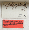 labels (syntype of Acrydium ephippium). Depicts CollectionObject 1597481; UZIU Thunberg Collection nr 22212, 30d2529e-b94b-40dd-a9d5-970c4beed028, a CollectionObject.