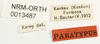 CollectionObject 1574541; NHRS NRM-ORTH 13487, 26daadb0-2e9f-4b2f-8487-6734e9e28e29: labels (syntype). (CollectionObject).