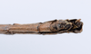 CollectionObject 1562118; e63fd785-ce1d-4a1c-a223-a7075ab3c1e4: copyright ZMUH, Hamburg. male: end of abdomen, ventral view (syntype). (CollectionObject).