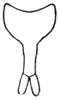 Pirmeda tenmalaia Henry, 1940: Fig. 82 (after Henry). male subgenital plate. (Otu).