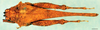 CollectionObject 1505150; b3736a37-5ad7-4a42-a068-591bad779b01: male, dorsal view (syntype). (CollectionObject).