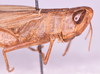 CollectionObject 1584821; a0bb6b71-56f0-4fb4-b4ce-f93fc478206a: female, head and pronotum lateral view (paratype). (CollectionObject).