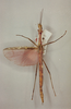 CollectionObject 1560541; e7f8ff97-c4b6-4668-9a33-d669db0a872c: copyright Oliver Zompro. male (syntype). (CollectionObject).