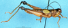 CollectionObject 1575535; 4c91dff4-63d0-433c-9df6-3b320287f1b7, DORSA D006AM01: male, lateral view (syntype). (CollectionObject).