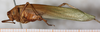 CollectionObject 1533000; 8fb49329-b42f-4d93-8596-c29929197dae: male, lateral view. (CollectionObject).