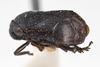 Habitus, lateral view on Clastoptera sierra Doering, 1929: (Observation).