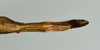 CollectionObject 1559383; c6546c81-edc3-4e11-9827-8421705d3db8: copyright USNM, Washington. (CollectionObject).