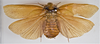CollectionObject 1863687; ce25d1d1-3443-4e7e-a87d-163548e6e868: (CollectionObject).