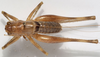 CollectionObject 1527102; 814e9713-87ad-4e5a-bb98-703880735bde: male, dorsal view (holotype). (CollectionObject).