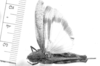 CollectionObject 1524528; c2d3397f-0e6d-4c07-8403-eaf6be7731ce: female, dorsal view (lectotype of Arphia decepta). (CollectionObject).