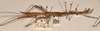 CollectionObject 1559795; 6ee93ef6-2dad-49c4-9663-219a1fa4b6b4: copyright OUMNH. male, lateral view of Phasma (Acanthoderus) lacertinum (holotype). (CollectionObject).