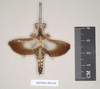 CollectionObject 1563454; 0830d837-4039-465a-a532-c44ed5893def, NHMUK(SF IMPORT DUPLICATE) 845228: copyright Natural History Museum, London. male (holotype). (CollectionObject).