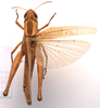 CollectionObject 2627991; CNMS 4645, 64ec9bcf-873a-47ca-a932-0d47eb7f6774, CNMS 4645: dorsal view. female (paratype). (CollectionObject).