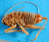 CollectionObject 1502538; f67eb336-ace7-47e6-bec1-0a589623c1f5: male, lateral view (syntype). (CollectionObject).