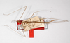 CollectionObject 1557962; 7dadf8b1-eeca-4edb-82ac-3820d481ed4a: copyright ZMHB, Berlin. male, dorsal view (holotype). (CollectionObject).