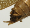 CollectionObject 1535086; 3d3bd2b7-b0a3-461b-bc28-38702ad8a9d8: male cerci (holotype). (CollectionObject).