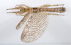 CollectionObject 1590159; e86c7da8-db53-421f-847b-132d6e3ea04a: copyright MNHN, Paris. female, ventral view (neotype). (CollectionObject).