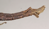 CollectionObject 1561274; b321227c-ed38-4743-8052-c0567dfdf3ec: copyright Natural History Museum, London. male: end of abdomen, lateral view (holotype). (CollectionObject).