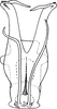 Aedeagus, ventral view on Empoascanara (Empoascanara) singhi Dworakowska, 1980: Aedeagus, ventral view. (Observation).