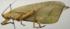 CollectionObject 1535078; c01a7bb7-e959-458c-a542-8c77e7c05b51: male, lateral view (lectotype). (CollectionObject).