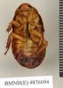 CollectionObject 1573082; b7658fb1-a348-42e5-8dff-2c709f64cf62: Copyright Natural History Museum, London. Non-type (female nymph) in BM(NH). Ventral view. (CollectionObject).