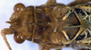 female head and pronotum, dorsal view. Depicts CollectionObject 1532885; 9359a7b5-f866-4fbf-a10b-e97b7ab2e7ed, a CollectionObject.