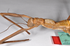 CollectionObject 1559887; 74134ed5-ba71-4aea-98fd-17ae53c90090: copyright ZMHB, Berlin. female: head & thorax, lateral view of synonym Monandroptera parallela (holotype). (CollectionObject).
