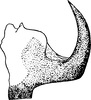 Aedeagus, lateral view on Diacra gazellaecornis Dlabola, 1984: Aedeagus, lateral view. (Observation).