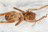 CollectionObject 1475002; 0c7dc88e-84d3-455e-a200-7f087d2be611: female, ventral view (syntype). (CollectionObject).