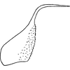 Pygofer appendages on Platymetopius (Platymetopius) manfredi Abdul-Nour, 1987: lateral view. (Observation).