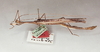 CollectionObject 1559123; 6dad991b-b40c-4b34-90fd-61900a702d82: copyright Oliver Zompro. male (holotype). (CollectionObject).