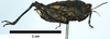 CollectionObject 1596106; c786dac7-e066-464f-bf49-2b840fa4c8f3: female, lateral view. (CollectionObject).