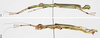 CollectionObject 1566561; d8141cae-325e-4fd9-a672-3b48eaa91bdf: copyright George Ho. male and female. (CollectionObject).;CollectionObject 1566562; 22044dc8-aa2a-4bf4-9e4f-97089a6485e4: copyright George Ho. male and female. (CollectionObject).