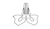 Dichroplus obscurus Bruner, 1900: Fig. 10. valves of aedeagus, ventral view. (Otu).