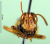 CollectionObject 1502276; 62f34ee0-68e8-4df0-bbee-89e939cd6d90: male, frontal view (syntype). (CollectionObject).
