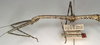 CollectionObject 1559002; NMW 681, 9db4d916-c6f7-4c8e-9bf9-40e31f0d46fc: copyright NMW, Vienna. female: head and thorax, lateral view (holotype). (CollectionObject).